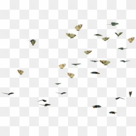 Thumb Image - Swarm Moths Png, Transparent Png - swarm png