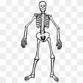 Thumb Image - Esqueleto Png, Transparent Png - esqueleto png