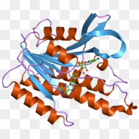Short Chain Dehydrogenases Reductases Family Sdr, HD Png Download - enzyme png