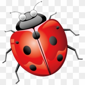 Ladybird Beetle Euclidean Vector - Ladybird Beetle, HD Png Download - parasite png