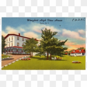 Cairo Ny - Pine, HD Png Download - tree and roots png