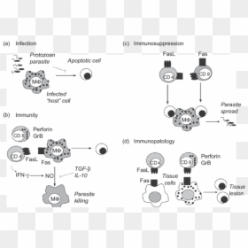 Protozoan Apoptosis, HD Png Download - parasite png