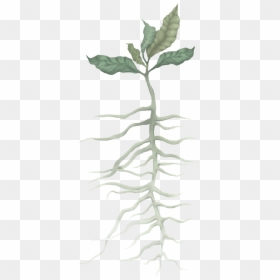 Root, HD Png Download - tree and roots png