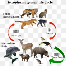 Toxoplasma Hosts, HD Png Download - parasite png