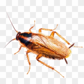 Roaches Png Image Background - Dubai Cockroach, Transparent Png - parasite png