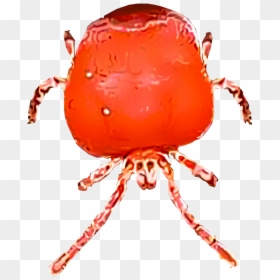 Chigger Illustration - Leaf Beetle, HD Png Download - parasite png