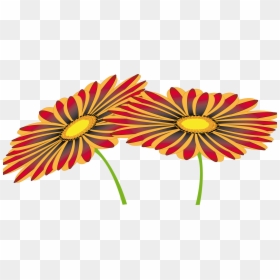 Chrysanths,plant,flower - Barberton Daisy, HD Png Download - paper flowers png