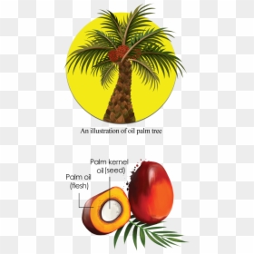 Cross Section Of An Oil Palm Fruit - Palm Oil Tree Plant, HD Png Download - tree section png