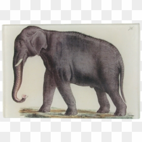 Indian Elephant, HD Png Download - elephant drawing png