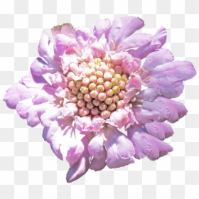 Pincushion Flower, HD Png Download - png cutout