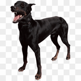 Beware Of Dog Sign Doberman, Transparent Png , Png - Transparent Guard Dog Png, Png Download - beware png