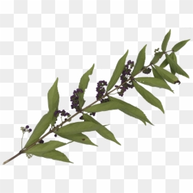Leaves-2 - Twig, HD Png Download - png plants for photoshop