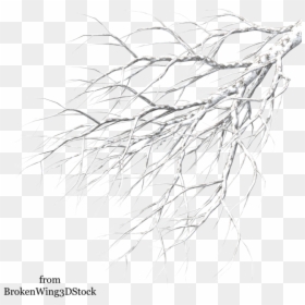 Thumb Image - Winter Tree Branch Png, Transparent Png - christmas branch png