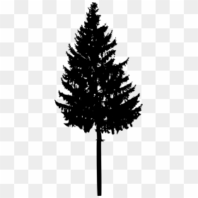 Spruce Fir Christmas Tree Silhouette - Portable Network Graphics, HD Png Download - christmas branch png