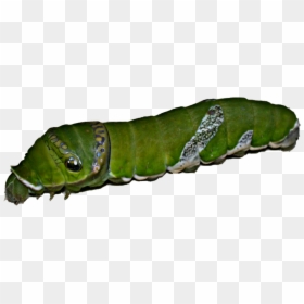 Larva Of Spicebush Swallowtail - Larva Of Swallowtail, HD Png Download - larva png