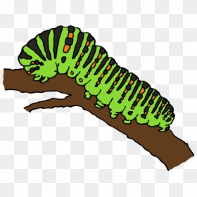 Caterpillar Png - Butterfly Caterpillar Clipart, Transparent Png - larva png