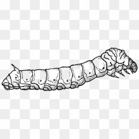 Caterpillar Clipart Black And White, HD Png Download - larva png