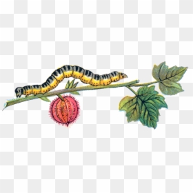 Download-caterpillar, HD Png Download - larva png