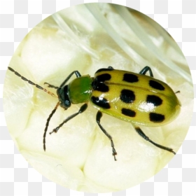 Cucumber Beetles It"s Larva, Corn Rootworms, Are Costly - Leaf Beetle, HD Png Download - larva png