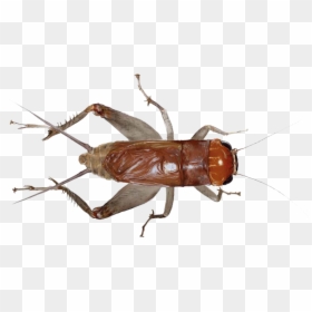 Cricket Insect Png - House Cricket No Background, Transparent Png - pest png