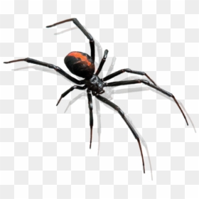 Spider Pest Control Bunbury - Black Widow Spider Transparent, HD Png Download - pest png