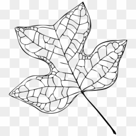 Tulip Poplar Leaf Vector, HD Png Download - fall leaf vector png