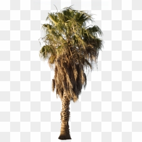 Mexican Fan Palm Png, Transparent Png - palm tree png