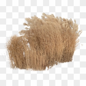 Cut Out Vegetation Photoshop, HD Png Download - grass png