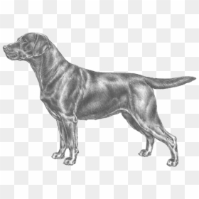 Standard Labrador Enci, HD Png Download - dog png