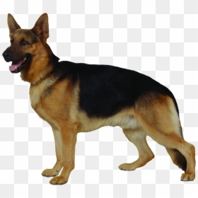 Dog Png, Transparent Png - dog png