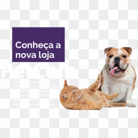 Feliz Dog Cachorro E Gato Png, Transparent Png - dog png