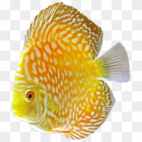 Discus Fish Png, Transparent Png - fish png