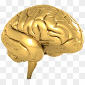 Brain Gold Png, Transparent Png - brain png
