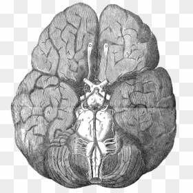 Thomas Willis Brain, HD Png Download - brain png