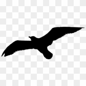 Buzzard, HD Png Download - bird png