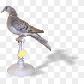 American Mourning Dove, HD Png Download - dove png