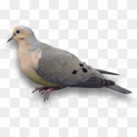 Mourning Dove Png, Transparent Png - dove png