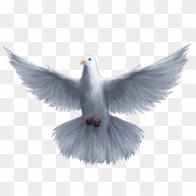 Holy Spirit Dove Png, Transparent Png - dove png