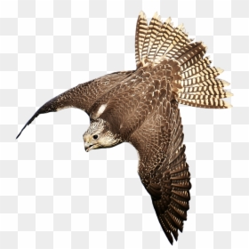 Faucon Png, Transparent Png - birds png