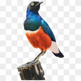 Starling, HD Png Download - birds png