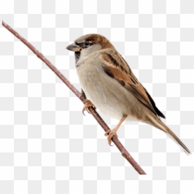 Transparent Sparrow Png, Png Download - birds png