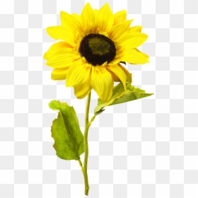 Sunflower Png, Transparent Png - sunflower png