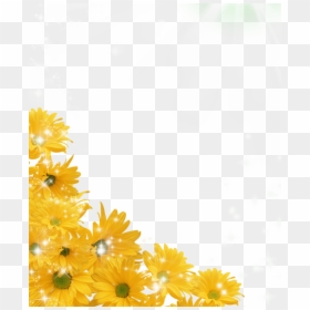 Transparent Background Sunflowers Transparent, HD Png Download - sunflower png