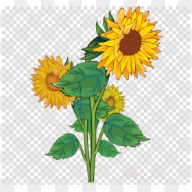 Transparent Background Sunflower Clipart, HD Png Download - sunflower png