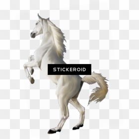 White Horse Png - Transparent Background Real White Horse Png, Png Download - horse png