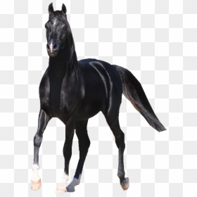 Black Horse Arabian Png, Transparent Png - horse png