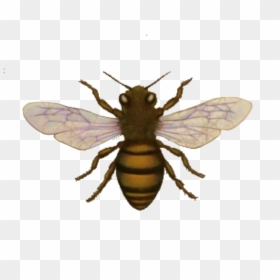 Bee, Look The Nook Graphics And Images This Week Images - Honey Bee Body, HD Png Download - killer bee png