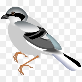 Bird 12 Svg Clip Arts - Standing Bird, HD Png Download - birds vector png