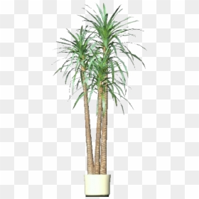 3d Flowers - Dracena - Acca Software - Desert Palm, HD Png Download - yucca plant png