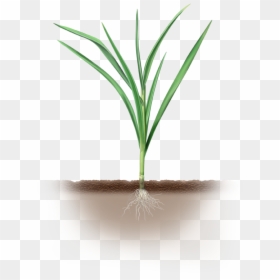 Grass, HD Png Download - yucca plant png